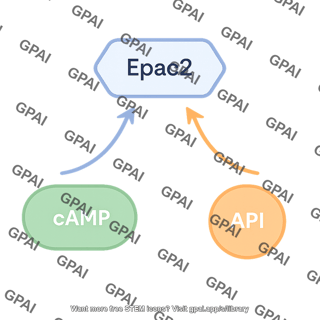 Epac2 pathway 958