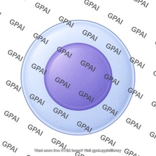 Lymphocyte 2