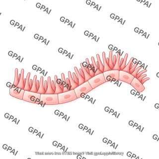 Endothelial brush 2 wavy