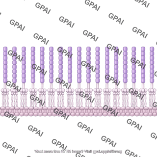 30 bacterial outer membrane brush 2 straight 800