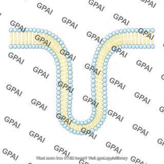 Generic phospholipid brush bilayer invaginating 01