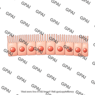 Retinal pigment epithelial cell brush straight