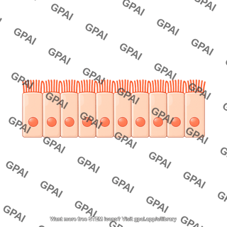 Ciliated columnar cell brush straight