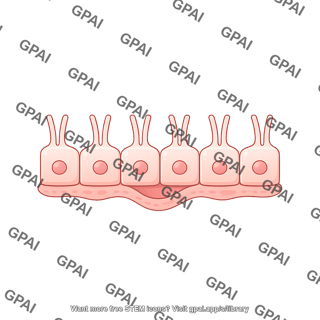 Endothelial cell brush vesicle 1