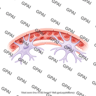 Blood brain barrier with astrocytes brush small arc