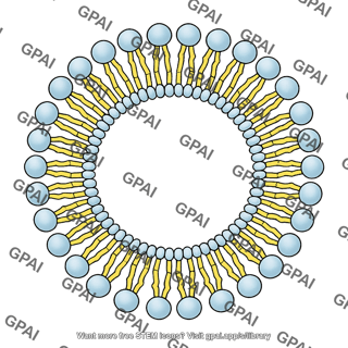Generic phospholipid brush circular 01