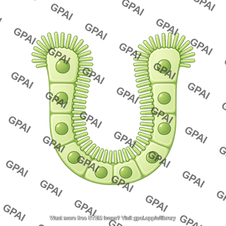 Cholangiocyte brush small crypt