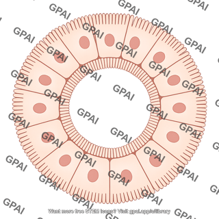 Enterocyte brush circular
