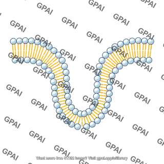Generic phospholipid brush bilayer protruding 01