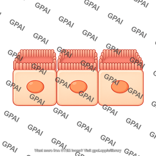 Cuboidal cell brush flat preset 70