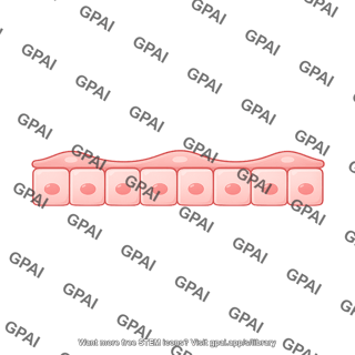 Endothelial cell 2 preset
