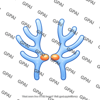 Vascular endothelial growth factor d