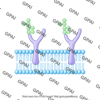 Phospholipid membrane with carbohydrate preset
