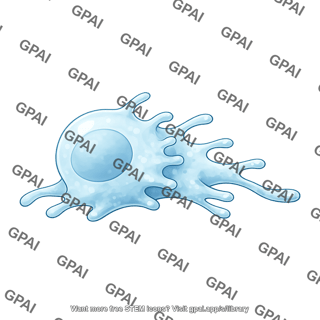 B cell crawling