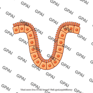Luminal epithelial cell brush vesicle 1