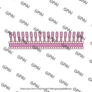 29 bacterial outer membrane brush straight 564