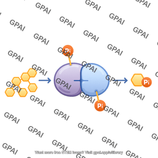 Glycogen phosphorylase a pathway 312
