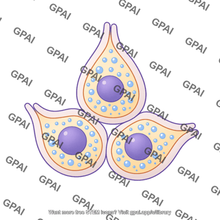 Serous gland preset