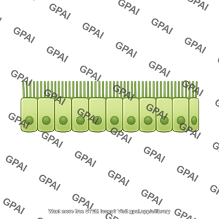 Cholangiocyte brush large straight