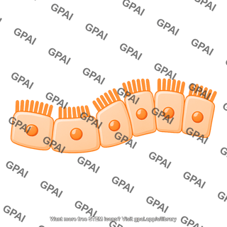 Columnar cell brush wavy central nucleus