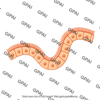 Luminal epithelial cell brush wavy