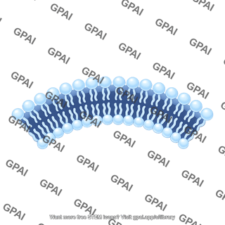 Phospholipid bilayer brush small arc 627