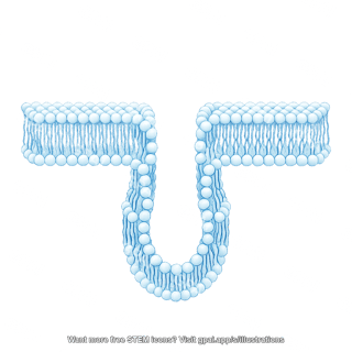 Phospholipid bilayer brush vesicle 2 482