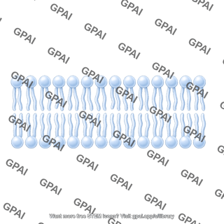 Phospholipid 2 bilayer brush straight 80