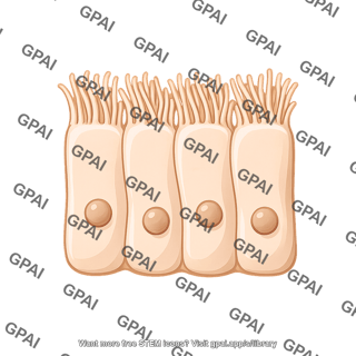 Pseudo stratified epithelium brush preset