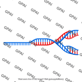 Unwound ss dna brush half replication fork