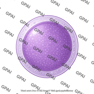 Lymphoblast 3