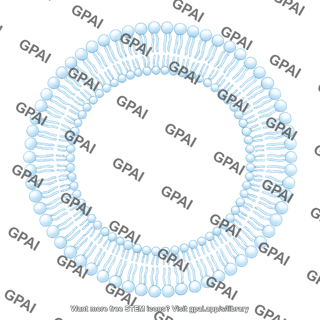 Phospholipid bilayer brush circular large 786