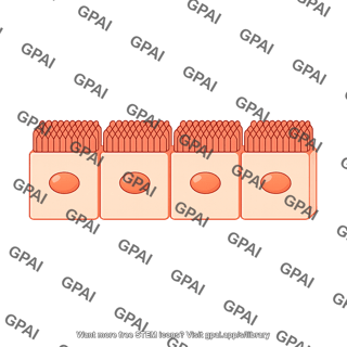Cuboidal cell brush flat straight 161