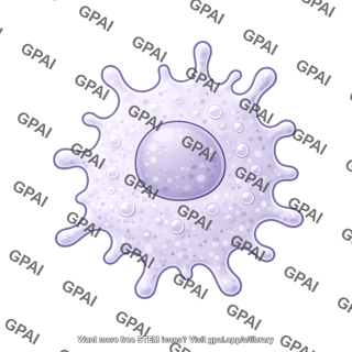 Macrophage epitheloid 01