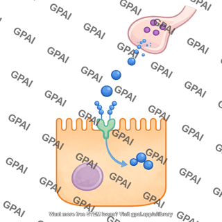 Vasoactive intestinal peptide vip pathway 650