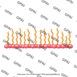 Actin dimer brush filament straight