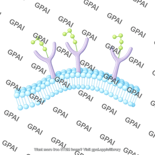 Phospholipid membrane with carbohydrate wavy
