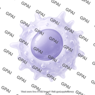 Macrophage 3d