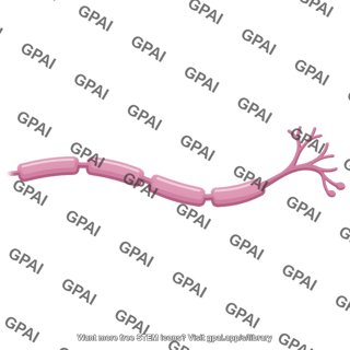 Axon brush 479