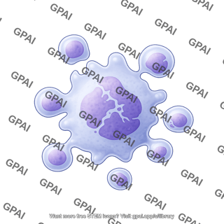 Lymphocyte apoptosis