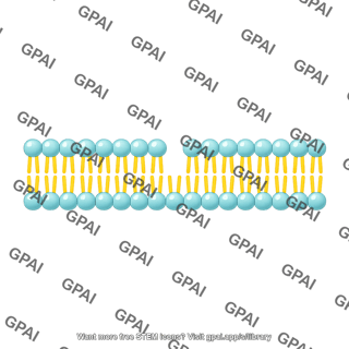 Generic phospholipid brush bilayer straight 01