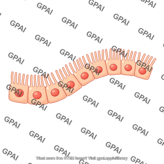 Retinal pigment epithelial cell brush wavy
