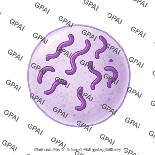Reticulocyte 1