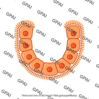 Luminal epithelial cell brush crypt