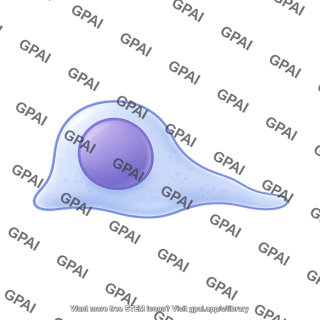 Lymphocyte crawling 2