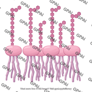 Gram outer membrane lipid a only for brush 84