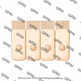 Pseudo stratified epithelium brush straight