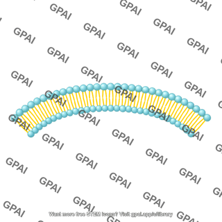 Generic phospholipid brush large arc 01