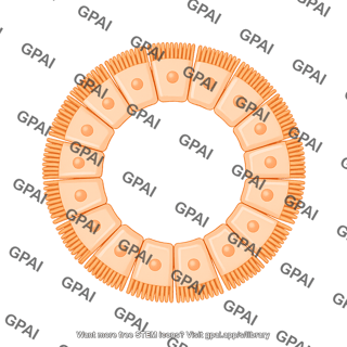 Columnar cell brush circular central nucleus