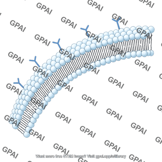 Cell membrane card 4